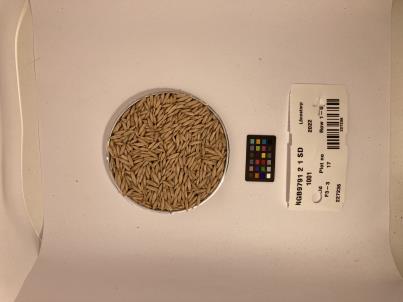 Click for 1 image(s) for this accession. SEED